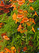 org:/gardening tips/Snoeiadvies/Overzichtspagina/Trompetbloem.jpg